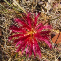 Caliandra flower